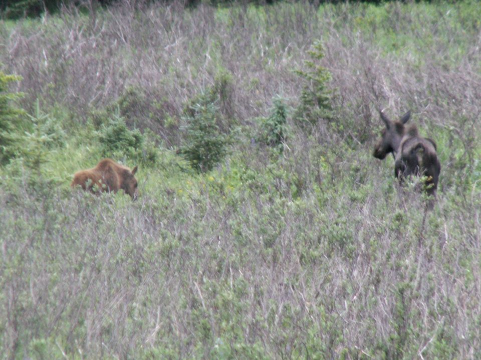 Two moose in a grassy field.