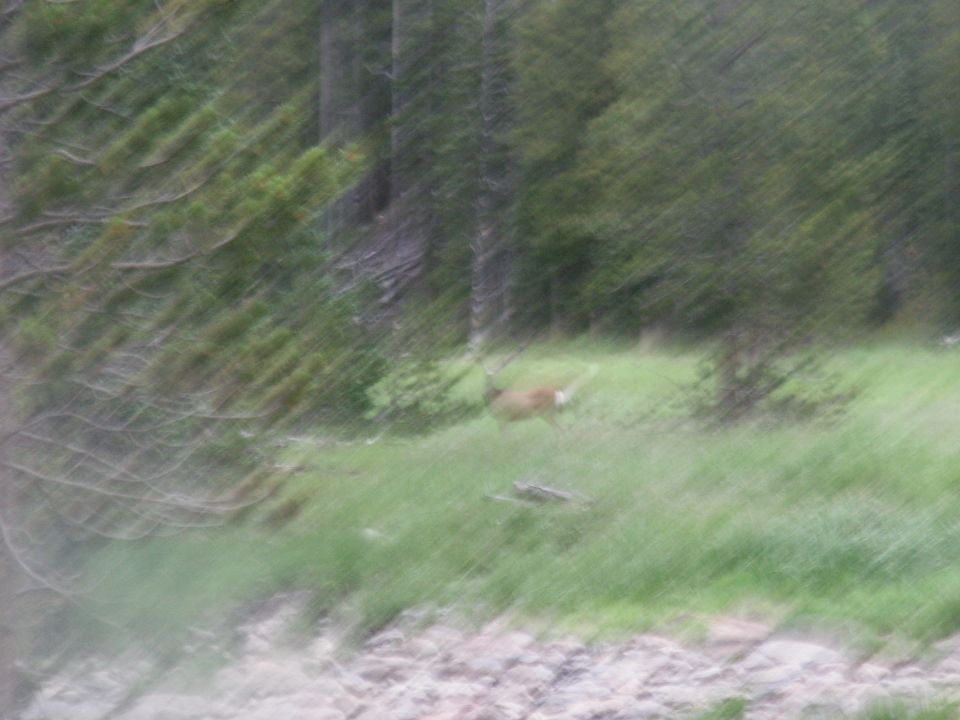 A deer runs through a blurry grassy field with trees and rocks.