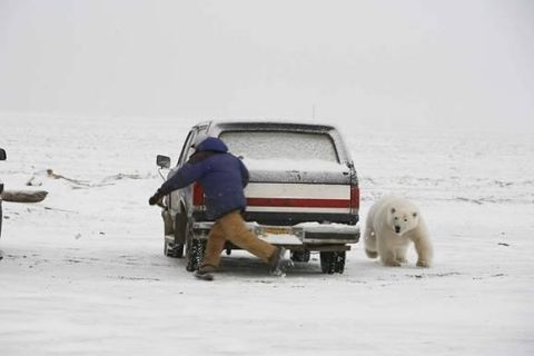 1990 Ford Bronco - A person in a blue jacket pushes a snow-covered Ford Bronco in a snowy, overcast landscape. A polar bear walks towards the vehicle from the…