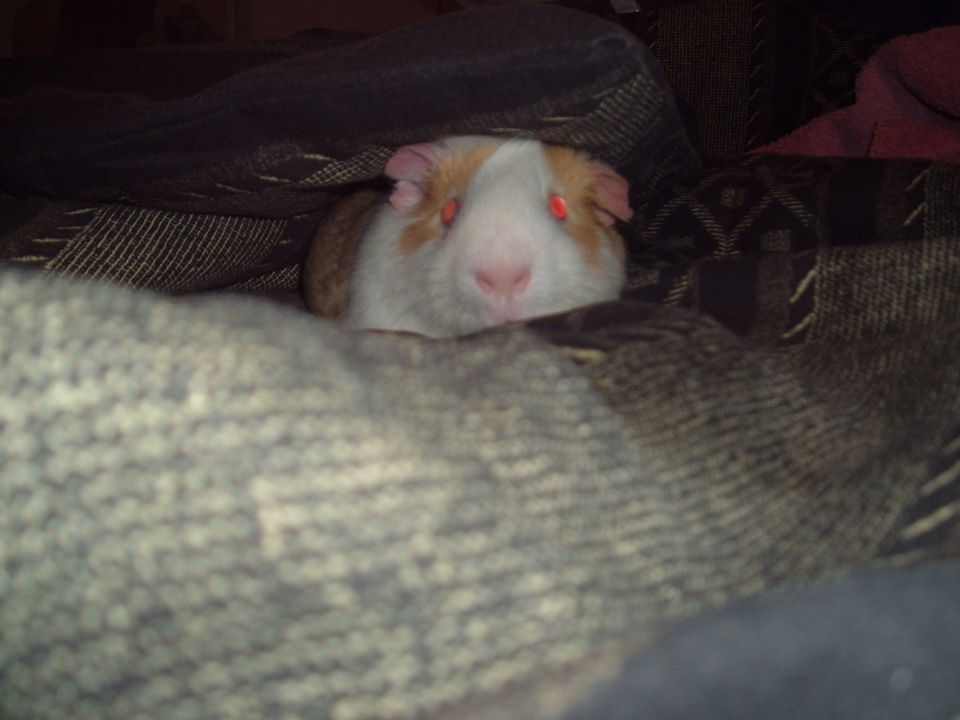 Evil Peanut. Joseph's Cavy.