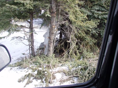 1992 Ford Bronco - heres the unlucky tree i hit.