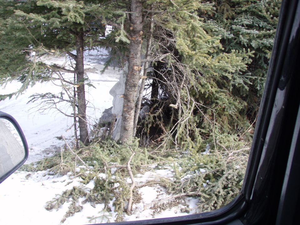 heres the unlucky tree i hit.