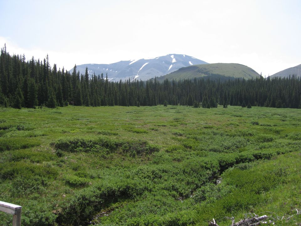 Green meadow with forest and mountains