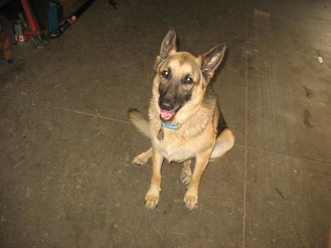 1995 Ford C-350 (Centurion Conversions) - A German Shepherd dog sits patiently on a concrete floor, its tail wagging slightly.