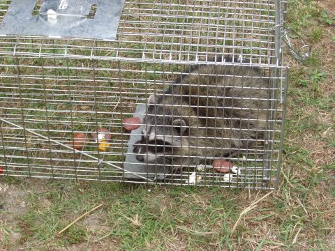 1993 Ford Bronco - A raccoon is trapped in a metal cage on the grass, with pieces of food visible.