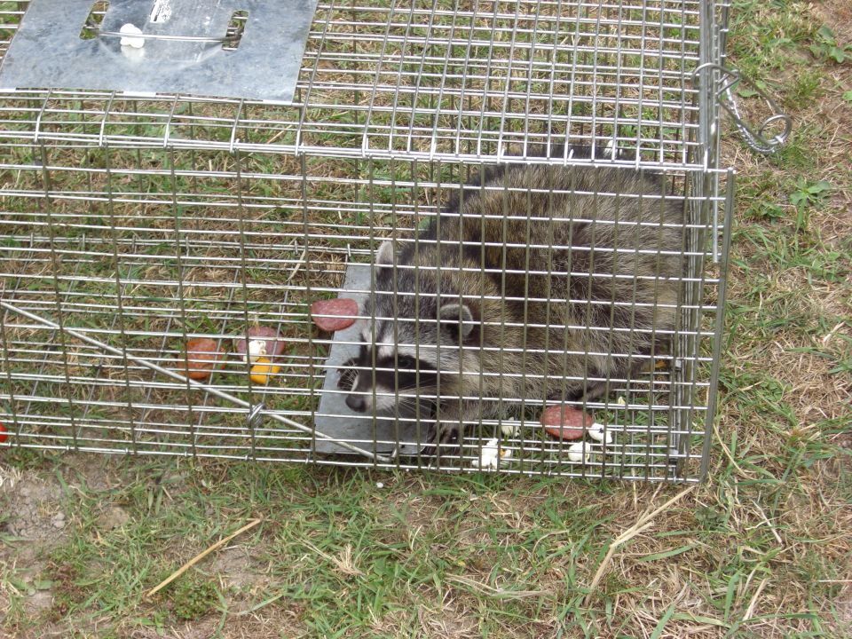 Raccoon caught in a wire cage trap with some food inside