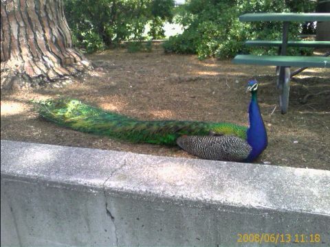 1990 Ford Bronco - peacock with its long iridescent tail trailing rests on a concrete ledge beside a tree trunk and picnic table, date-stamped 2008/06/13.