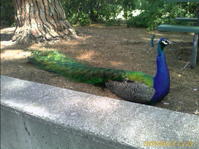 Peacock perched on a concrete wall with tail draped behind, dated 2008-06-13