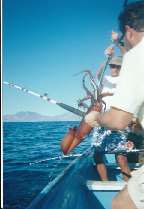 1994 Ford Bronco - Fishermen proudly display a large squid caught while fishing at sea.