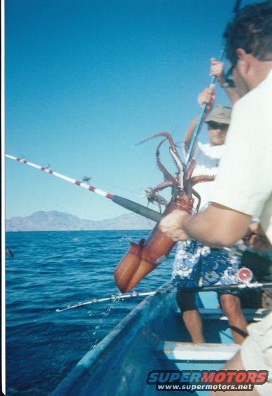 1991 Ford Bronco - Fishermen proudly display a large squid caught while out on the water, with fishing rods and the ocean in the background.