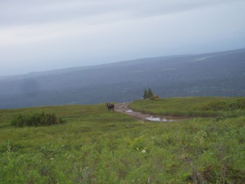 2000 Ford E350 - A moose is seen on a muddy trail in a wide, green landscape under a cloudy sky.