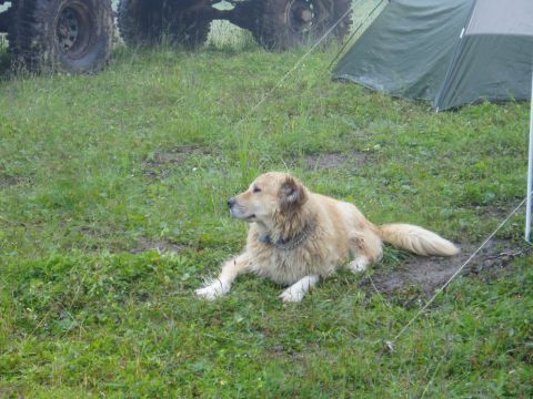 2000 Ford E350 - A dog rests in a grassy field next to a tent and a large off-road vehicle tire.