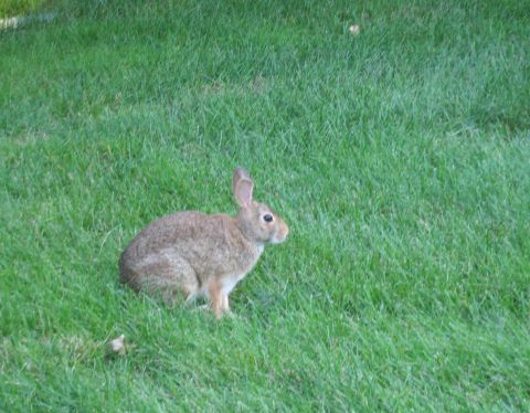 1988 Mercury Grand Marquis - A rabbit sits in a patch of green grass.