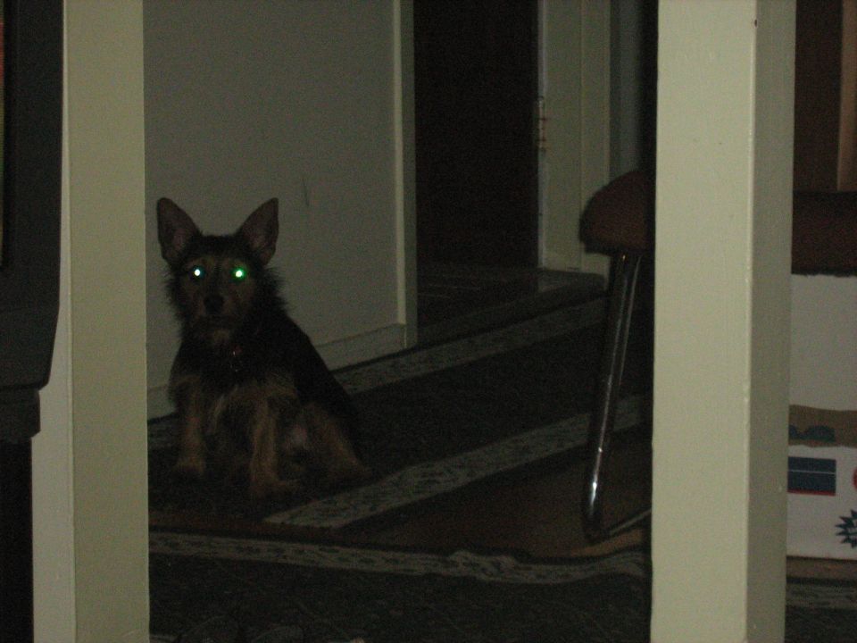 Small black and tan terrier dog sitting in a dim hallway with glowing eyes