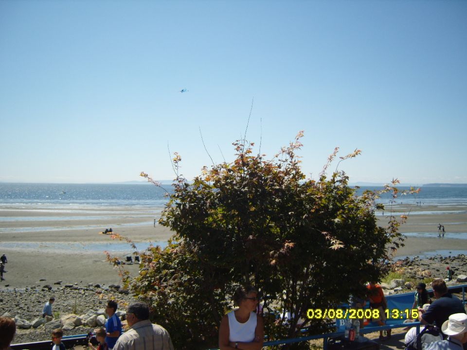A beach scene with people and a tree, on a sunny day.