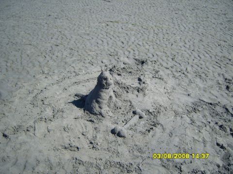 1989 Ford Bronco - A sand sculpture of a seal sits on a sandy beach, accompanied by a bone-shaped sand sculpture. The date stamp "03/08/2008 14:37" is visible…