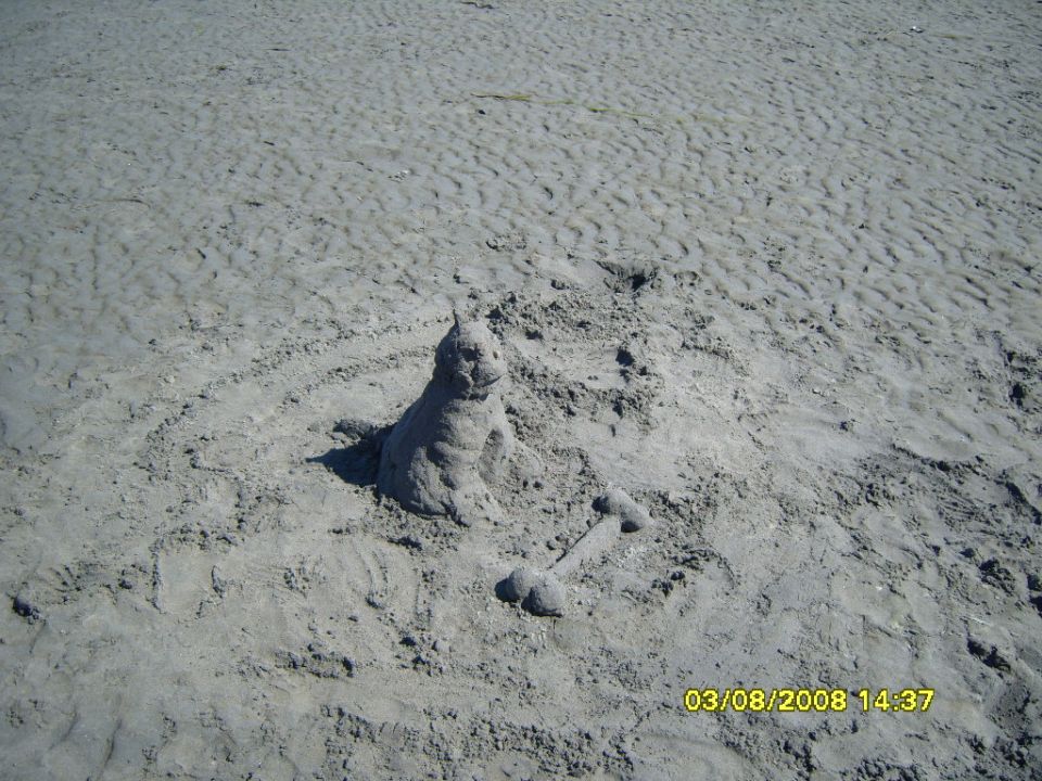 Sand sculpture of a seal with a bone on a beach, dated 03/08/2008.