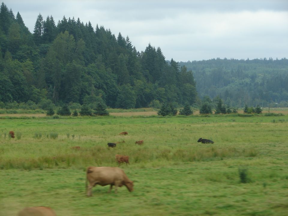 Cows grazing in a field with a forest in the background.