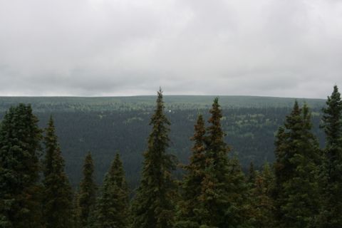 1990 Chevrolet Suburban - A dense forest of evergreen trees stretches to the horizon under a cloudy sky.