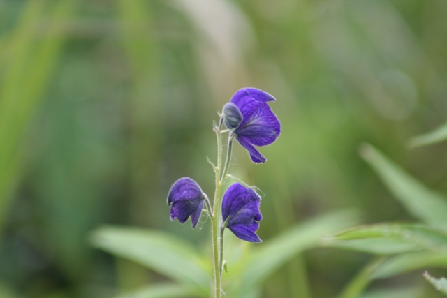 Purple flowers on a stalk with a blurred green background.