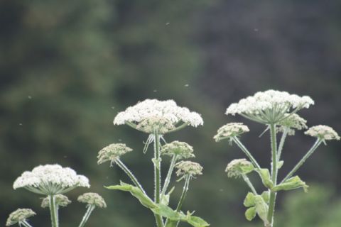 1990 Chevrolet Suburban - A close-up shot of several white Queen Anne's Lace flowers with a blurred green background. Small insects are visible flying around the flo…