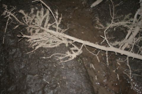1990 Chevrolet Suburban - A close-up view of a fallen evergreen branch lying on wet, dark soil.