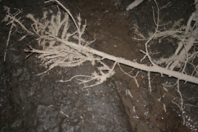 Fallen evergreen branch on wet, dark soil.