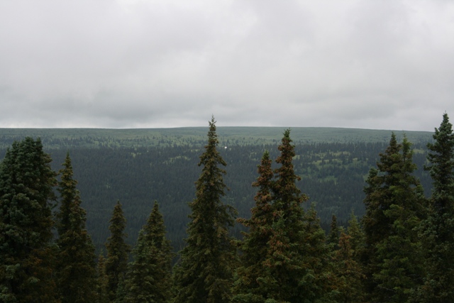 Dense evergreen forest under a cloudy sky.