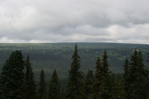 1990 Chevrolet Suburban - A dense forest of evergreen trees stretches to the horizon under a cloudy sky.