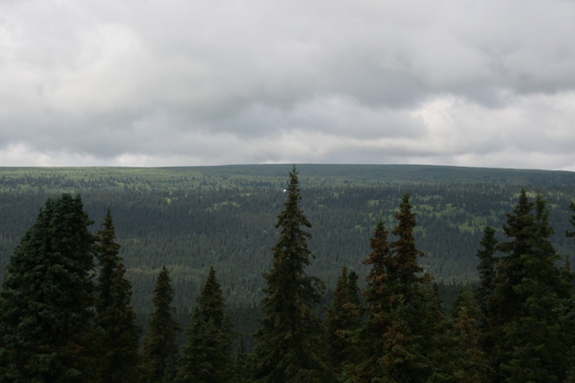 Dense forest of evergreen trees under a cloudy sky
