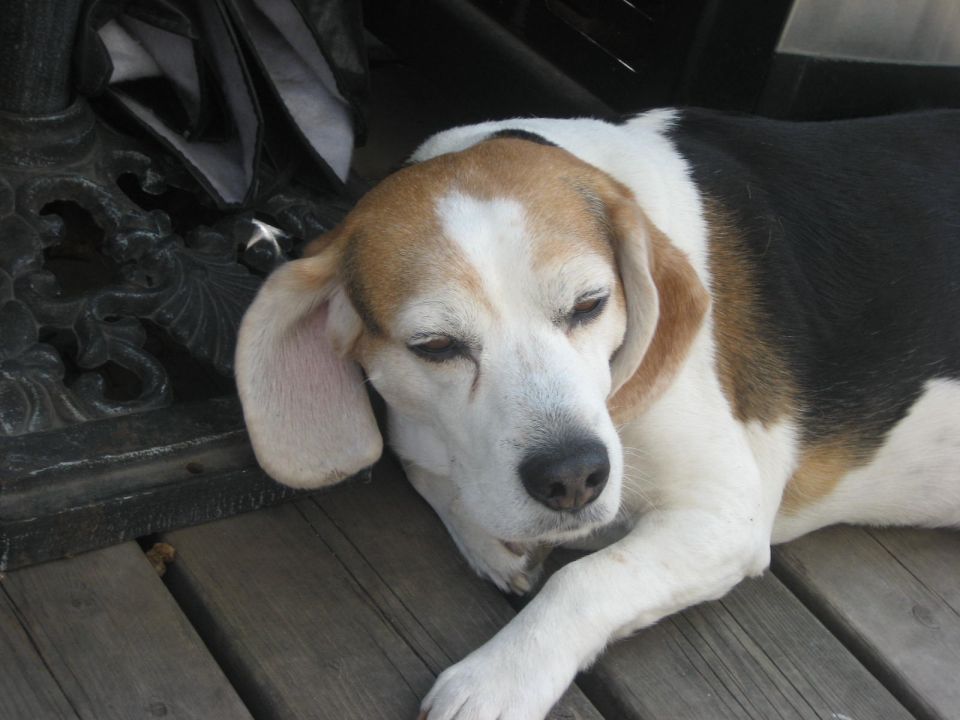 Beagle dog lying on a wooden deck.