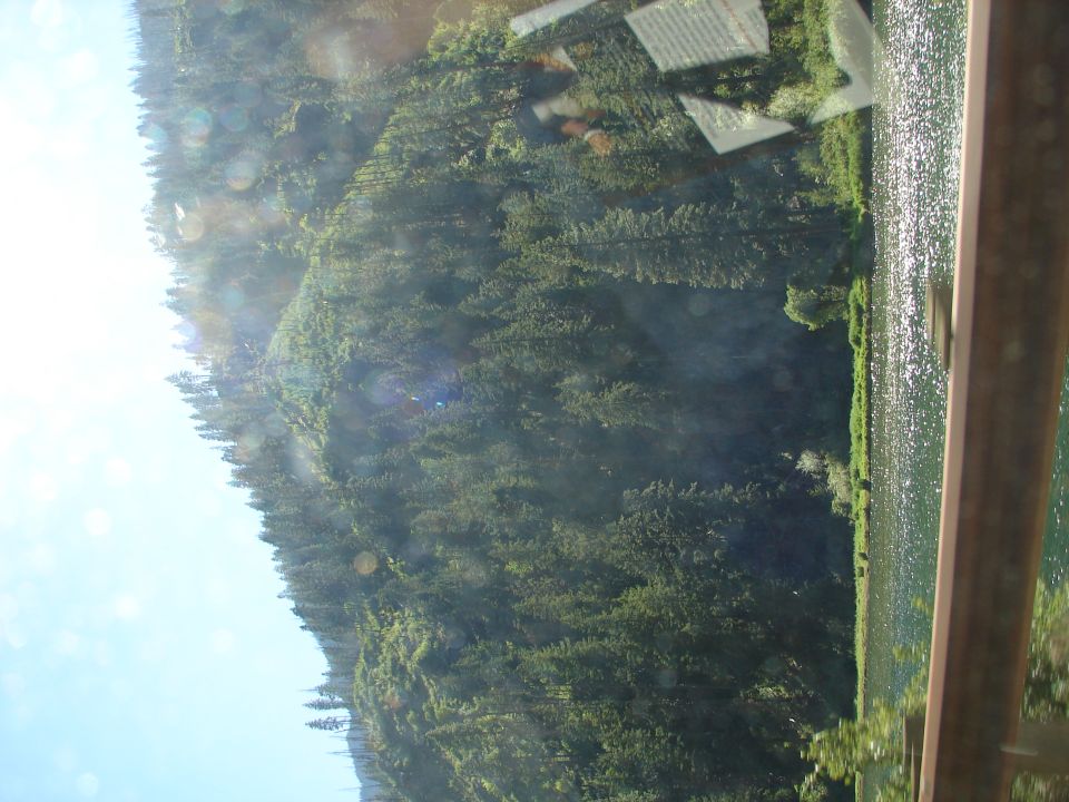 Sunlight filters through trees onto a forest slope leading to a body of water.