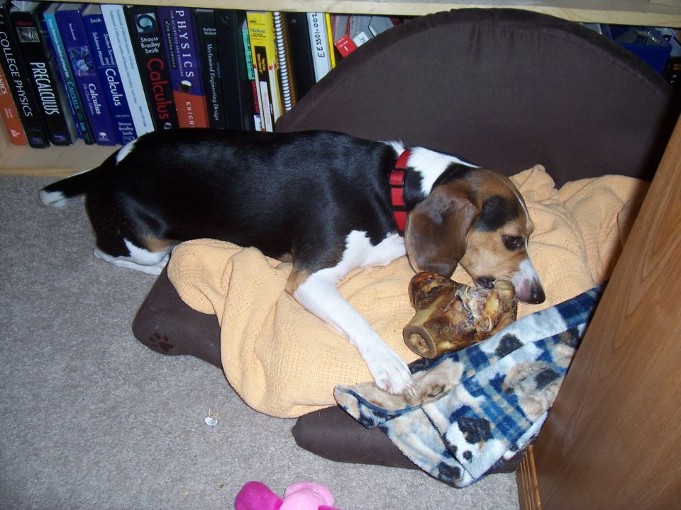 Beagle dog chewing a bone on a dog bed by a bookshelf