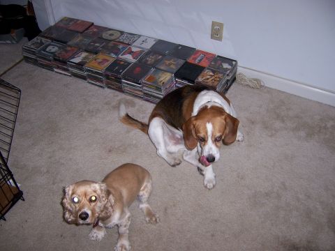1991 Ford Bronco - Two dogs are on a carpeted floor next to a large stack of CDs.
