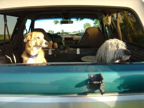 1996 Ford Bronco - Two dogs peer out from the interior of a 1996 Ford Bronco.