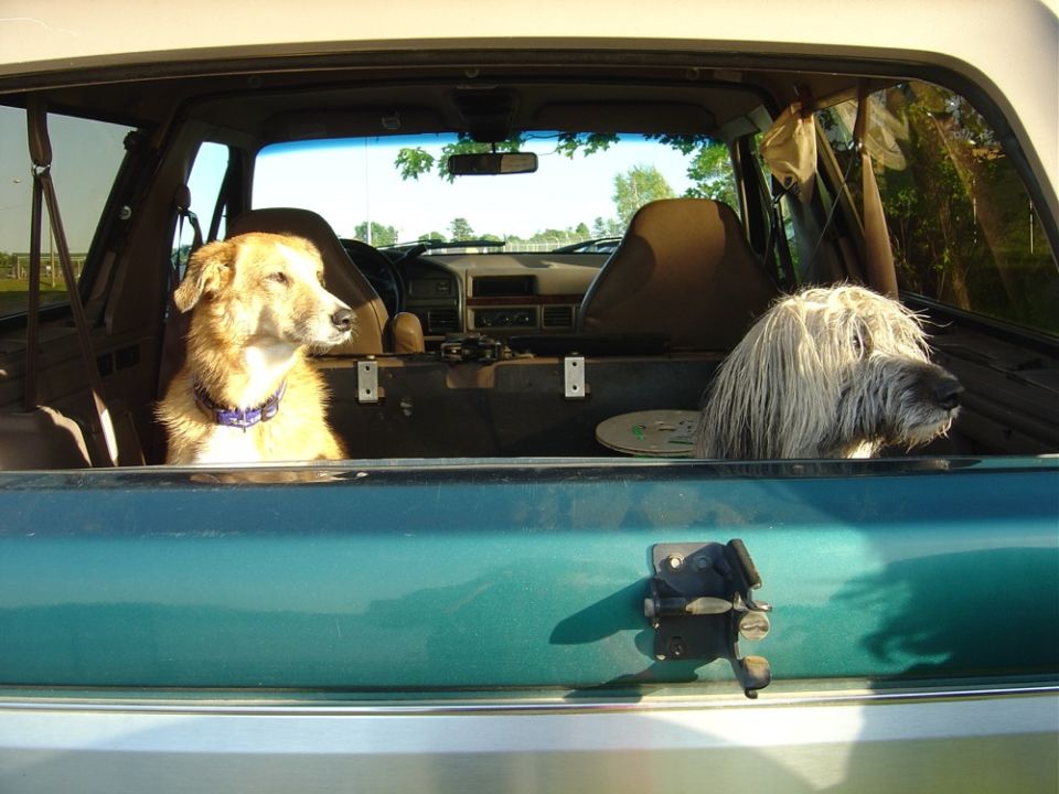 1996 Ford Bronco interior, rear view, showing two dogs looking out open tailgate. Teal exterior