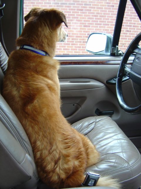 1996 Ford Bronco - A dog sits patiently in the driver's seat of a 1996 Ford Bronco, gazing out the window.