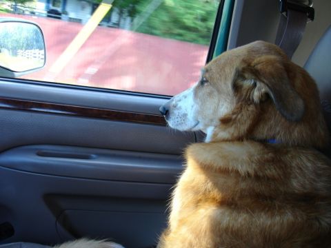 1996 Ford Bronco - Dog rides shotgun, gazing out the window at the passing world.