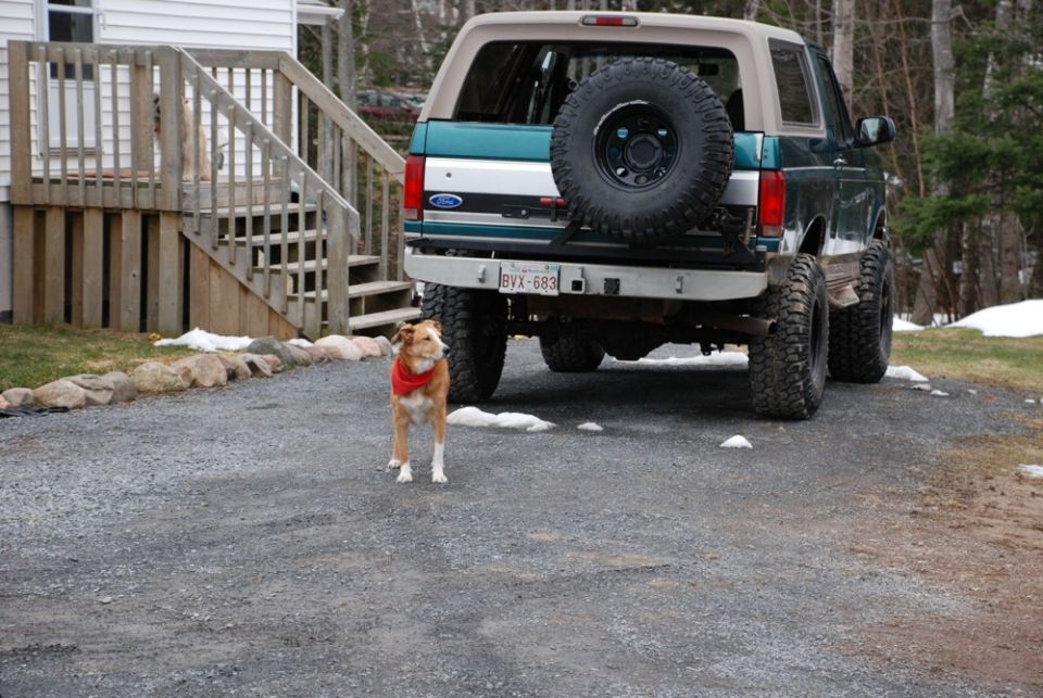 Photo of a dog standing behind a teal Ford Bronco with spare tire