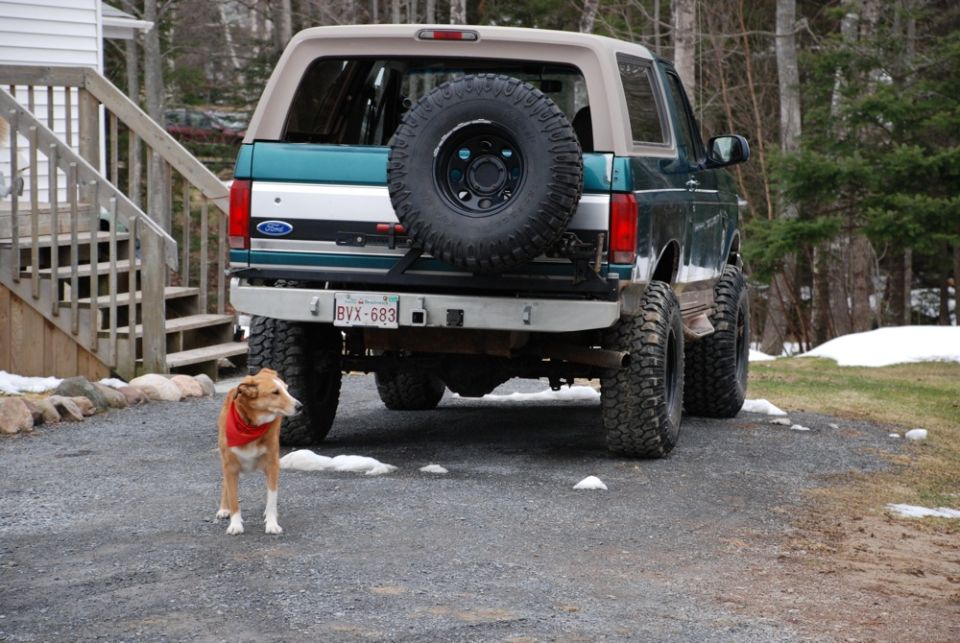 Photo of a dog near the rear of a teal Ford Bronco with spare tire carrier