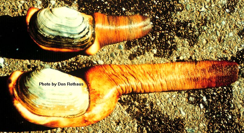 Two geoduck clams on a gravelly surface, showing their shells and long siphons.