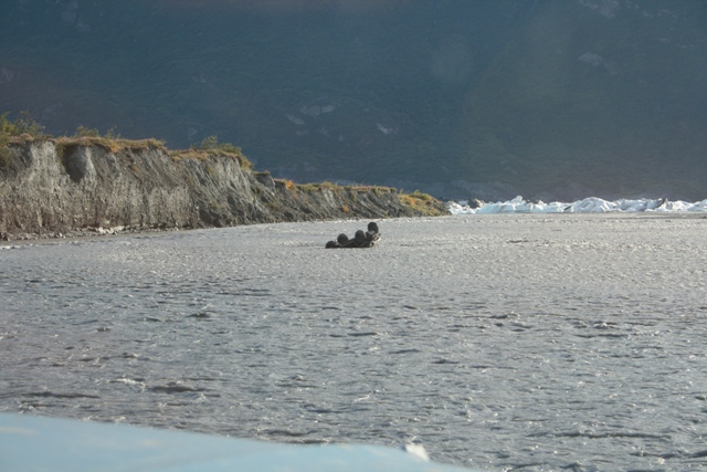 Logs floating in a wide, shallow river with a steep bank on the left and icebergs in the distance