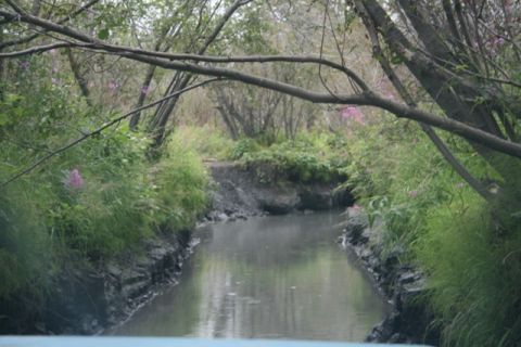 1990 Chevrolet Suburban - A narrow, muddy stream flows through a wooded area with tall green grass and pink wildflowers on the banks. Overhanging branches create a c…