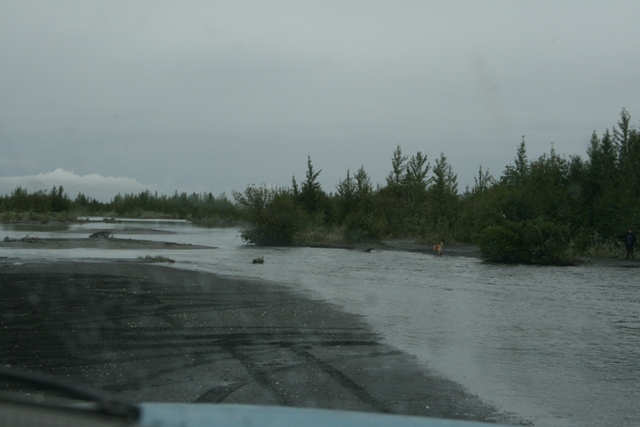 A dog in a shallow river with trees in the background.