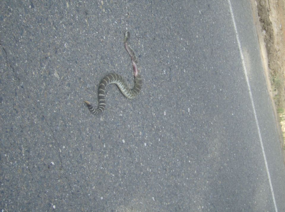 Dead snake on asphalt road