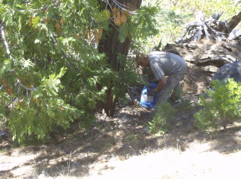 1986 Ford Bronco - A person wearing a hat and a light-colored shirt and pants is bent over near a tree, holding a blue bucket.