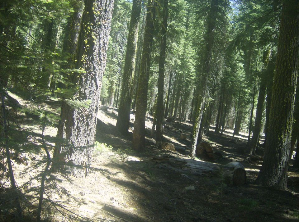 Sun-dappled forest with tall evergreen trees and a dirt path.