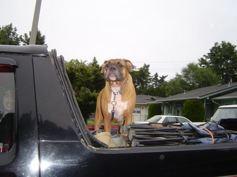 1989 Ford Bronco - Cassius loaded up, and ready to go
