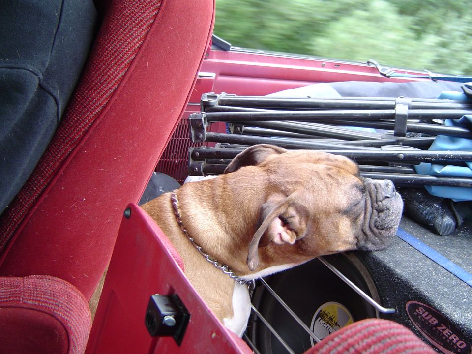 Boxer dog with head out resting in a vehicle interior