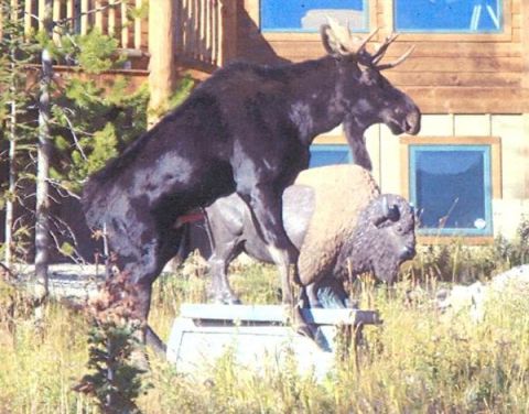 2006 Ford E350 - It's not good to be a fake bison.